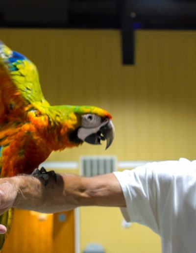 Parrot at the Gulf Coast Exotic Animal Expo