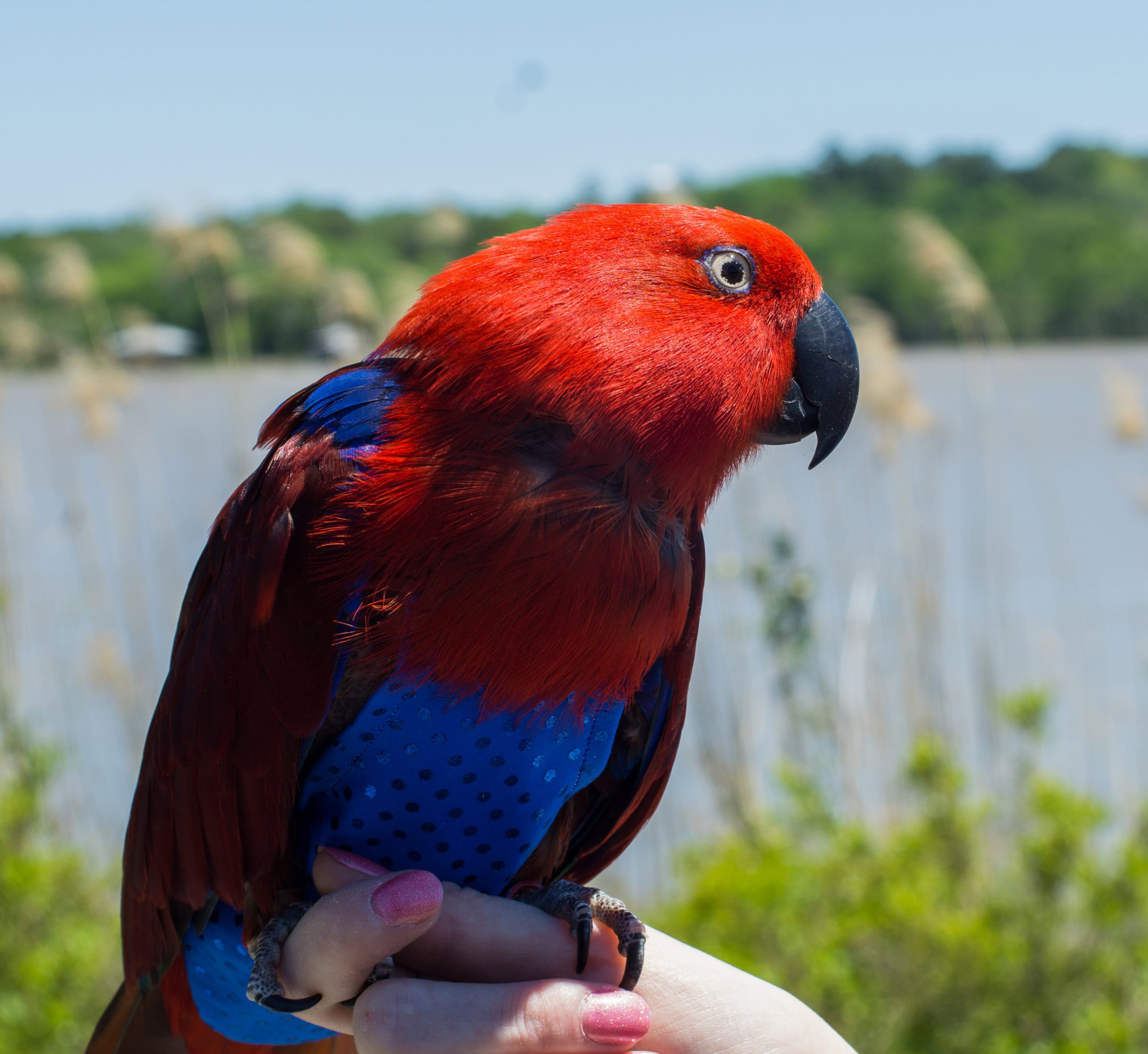 Parrot by the bay