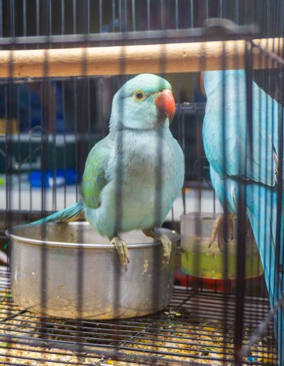 Birds at the Gulf Coast Exotic Animal Expo