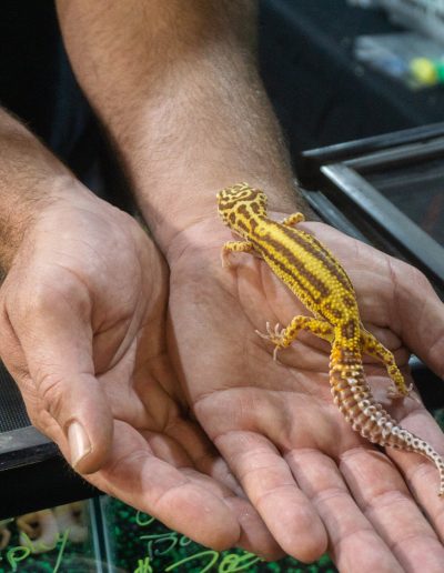 Reptile at the Gulf Coast Exotic Animal Expo