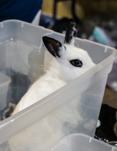 Small Mammal at the Gulf Coast Exotic Animal Expo